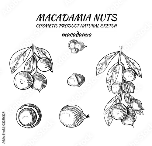 Vector Macadamia Sketches Set, Black Drawing Isoalted Nuts Illustration.