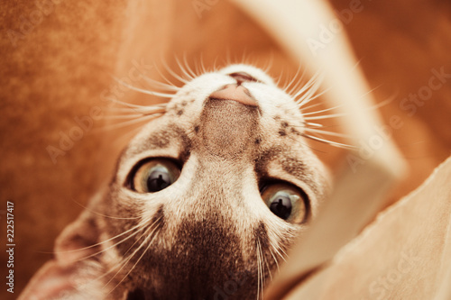 Abyssinian cat sitting inside a kraft package paper bag and looks out of it, selective focus