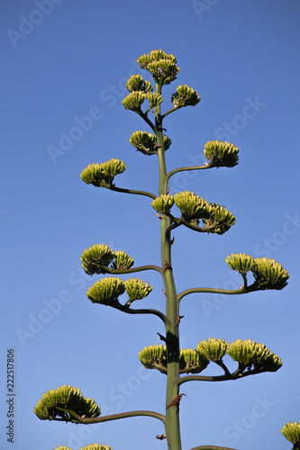 blossoming agave americana against the background of a contrasting blue sky