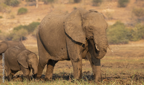elephant in Chobe National Park