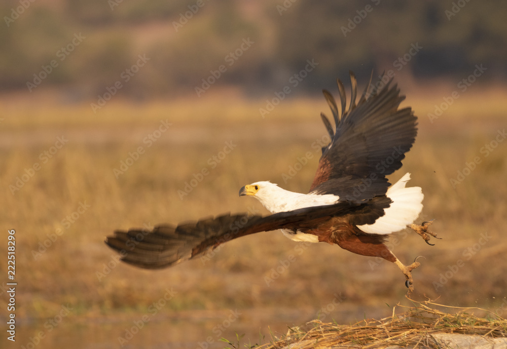 Fish Eagle in Chobe National Park Fish Eagle in Chobe National Park