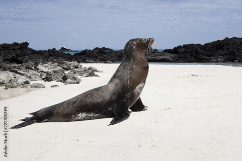 Seals on beach in Galapagos Island © LisaB