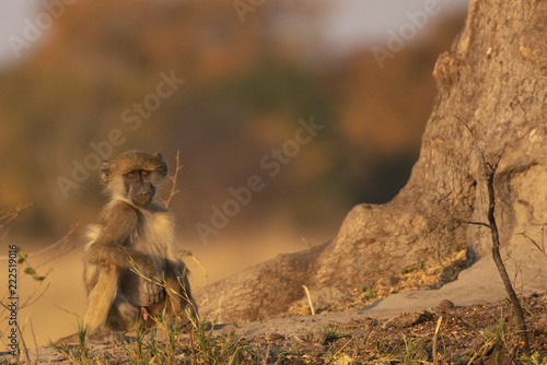 Baboon in Chobe national park