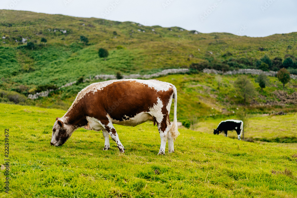 Two cows eating grass in iIeland