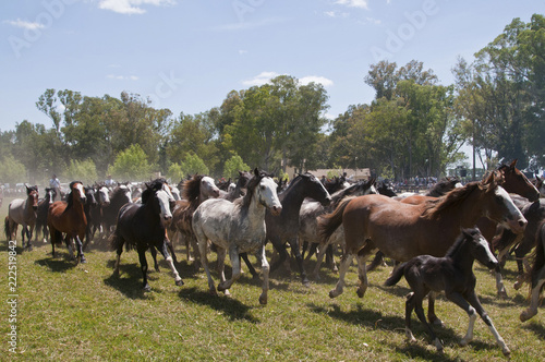 Herd of horses © Patricio