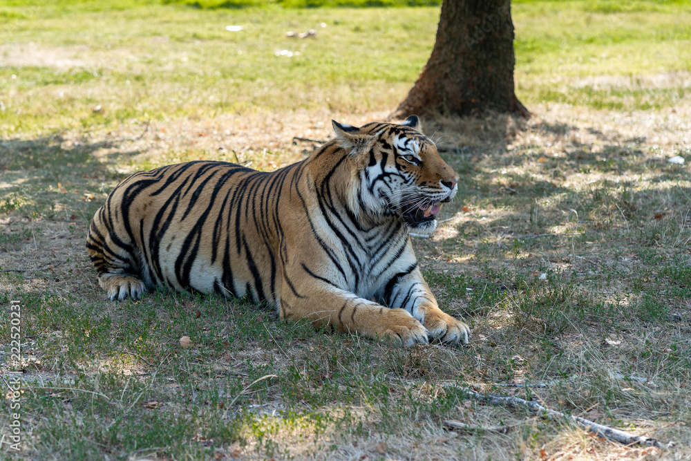 Fototapeta premium Tiger