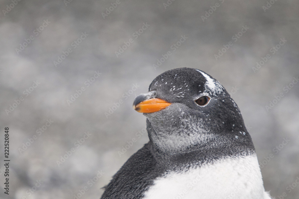 Naklejka premium Gentoo penguin (Pygoscelis papua)