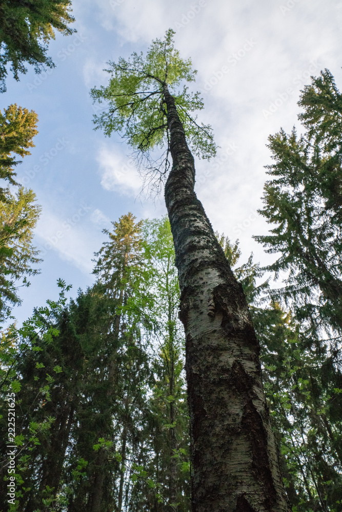 Fototapeta premium Birch