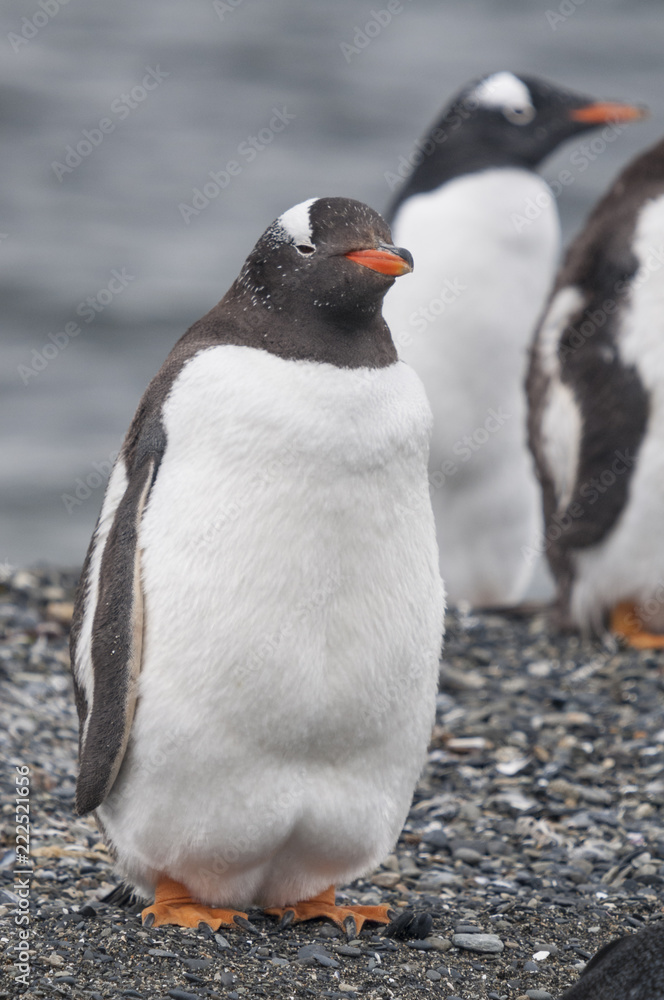 Fototapeta premium Gentoo penguin (Pygoscelis papua) at the Martillo Island penguin colony, Tierra del Fuego, Argentina.