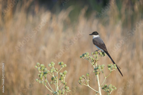 Fork-tailed Flycatcher (Tyrannus salvana) photo