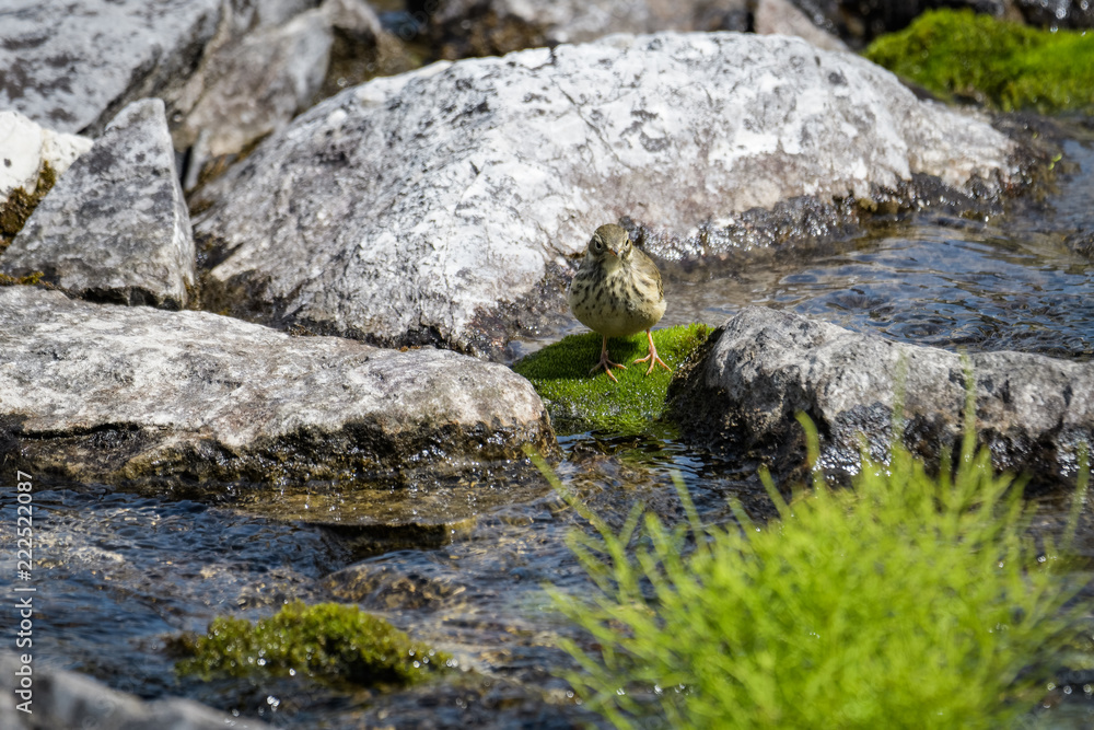 American pitpit looking for food between rocks in a glacial stream American pitpit looking for food between rocks in a glacial stream