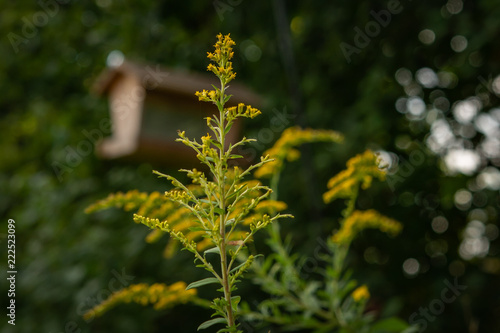 Goldenrod