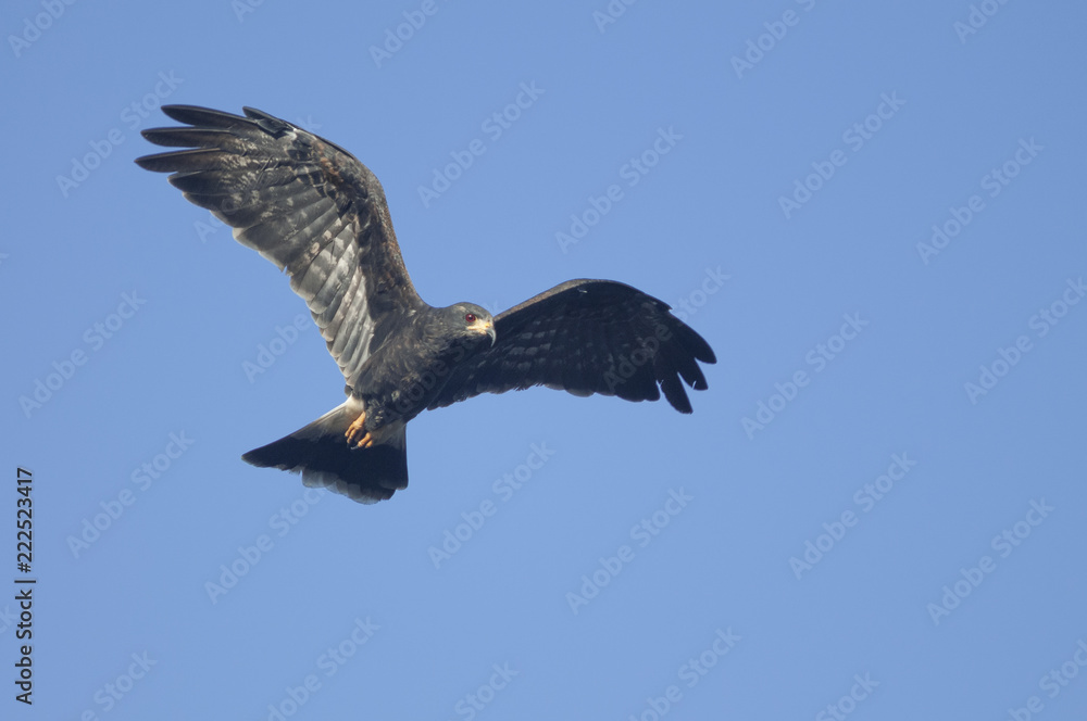 Naklejka premium Snail kite (Rostrhamus sociabilis) in flight