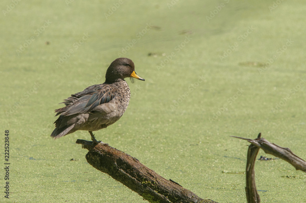 Fototapeta premium Specked Teal (Anas flavirostris)