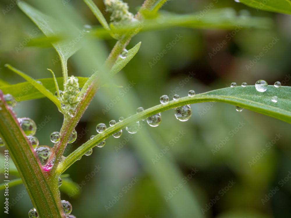 drops drops