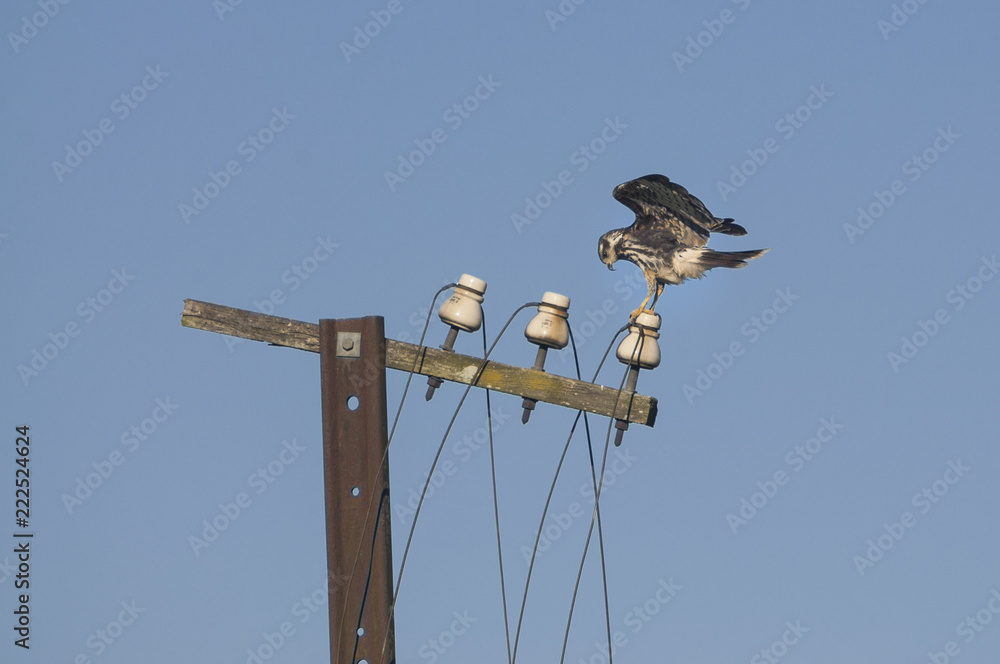 Juvenile Snail Kite perched on old telephone post Juvenile Snail Kite perched on old telephone post
