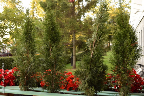 four small tuja grow on a flower bed near red flowers