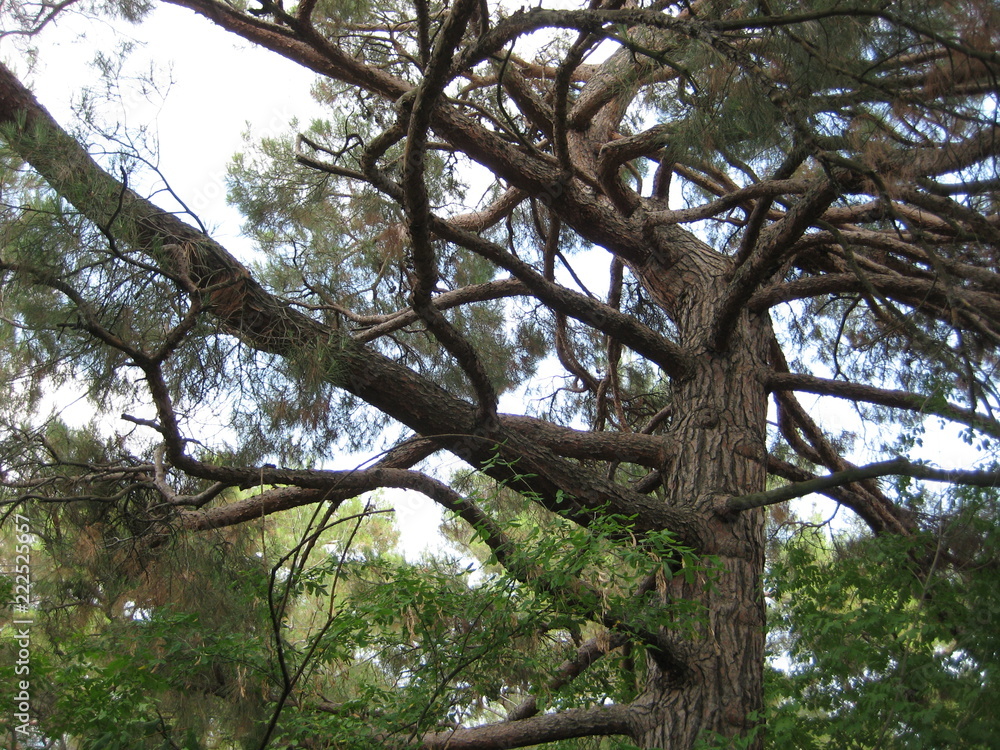 Fototapeta premium tree in the forest