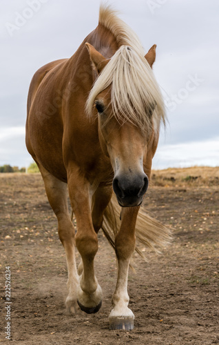 Pferd gesenktem Kopf