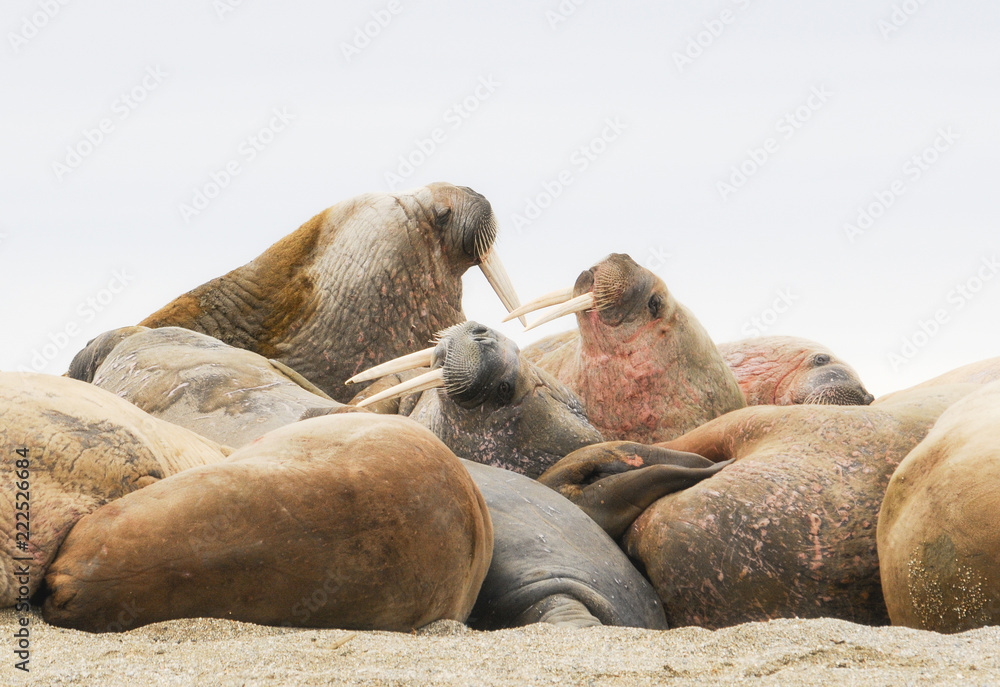 Fototapeta premium Walrus (Odobenus rosmarus) in a Mass Huddle on the Beach off the Arctic Ocean on the Coast of Spitsbergen Svalbard Archipelago in Northern Norway