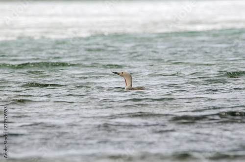 Red-throated Loon (Gavia stellata) in the Arctic Ocean off the Coast of Spitsbergen Svalbard Archipelago in Northern Norway