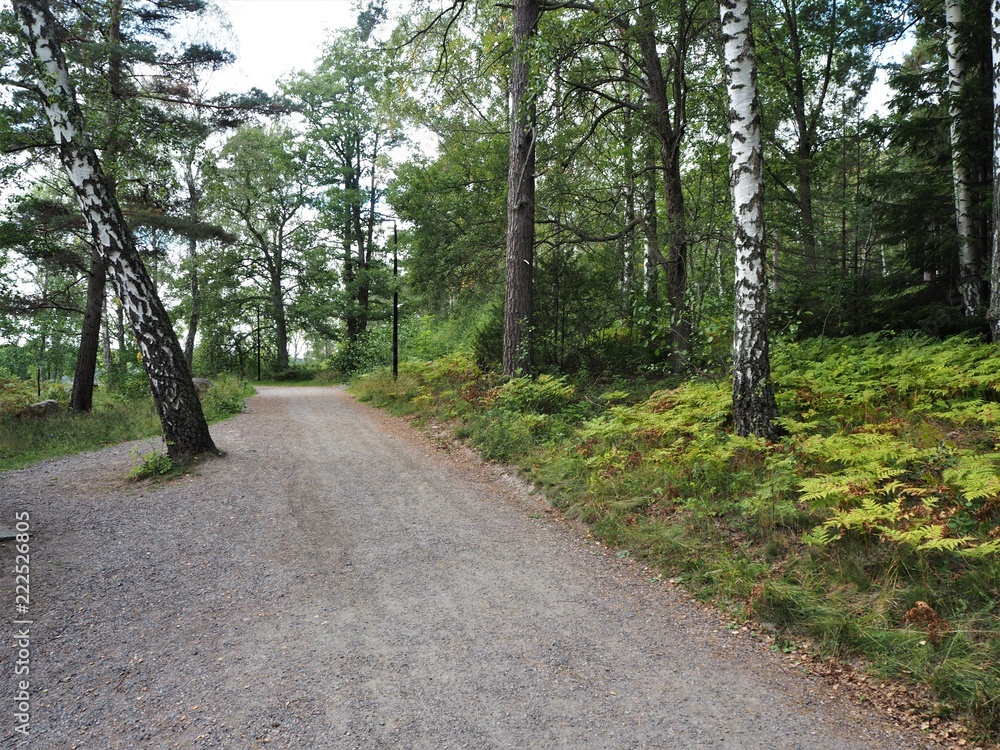 Path through trees on Grinda Island in the Stockholm Archipelago, Sweden 