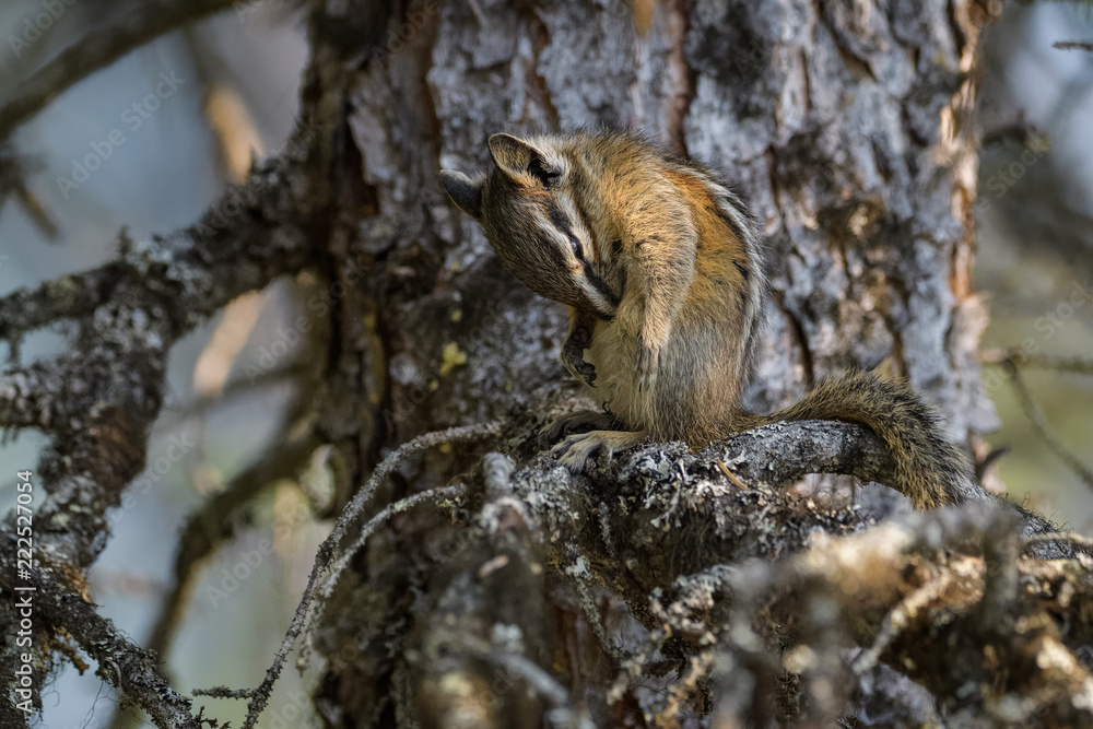 Chipmunk cleaning itself in a tree in Banff National Park Chipmunk cleaning itself in a tree in Banff National Park