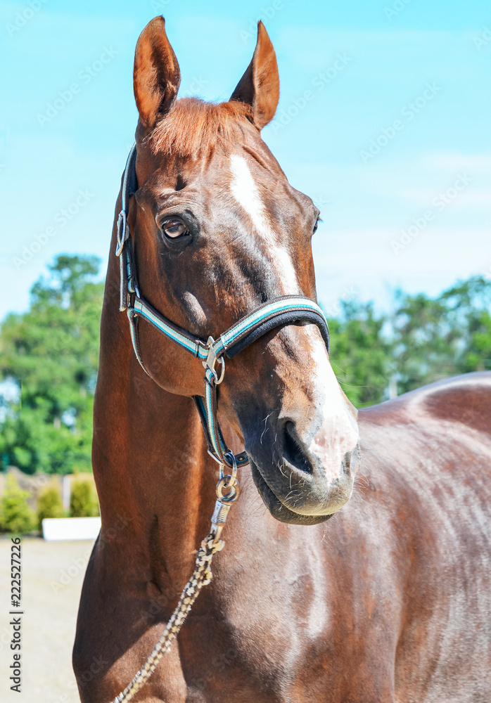 Fototapeta premium Portrait of a beautiful horse, blue sky and green trees as a background. Brown horse closeup, equestrian sport. Side view head shot of a thoroughbred chestnut stallion.