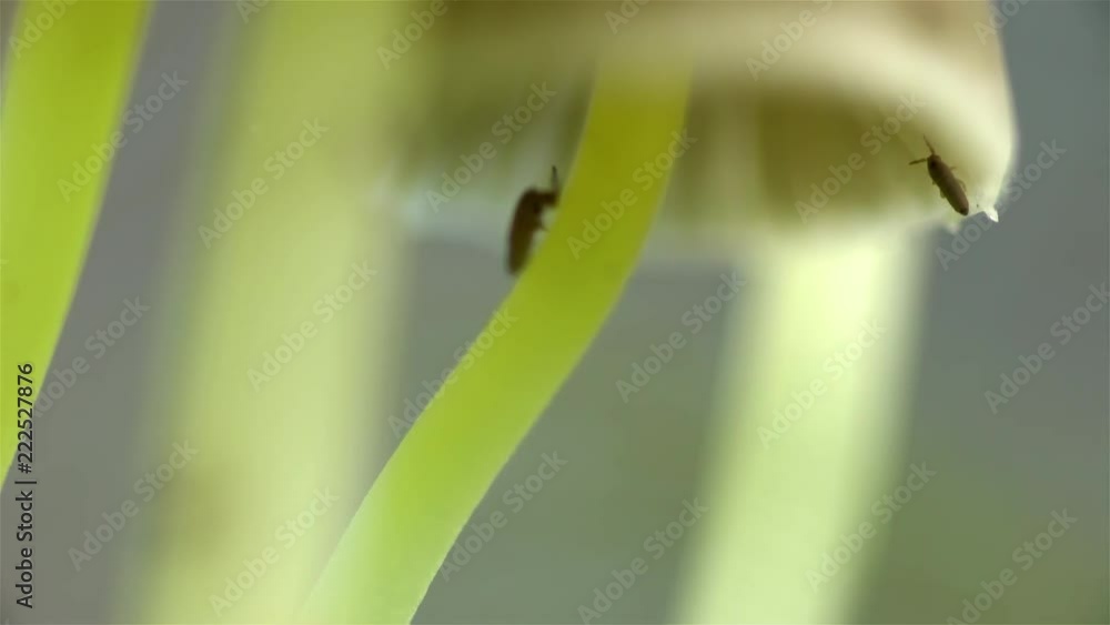Extreme close up macro of insects climbing yellow stem mushrooms, Iceland.mov Extreme close up macro of insects climbing yellow stem mushrooms, Iceland.mov