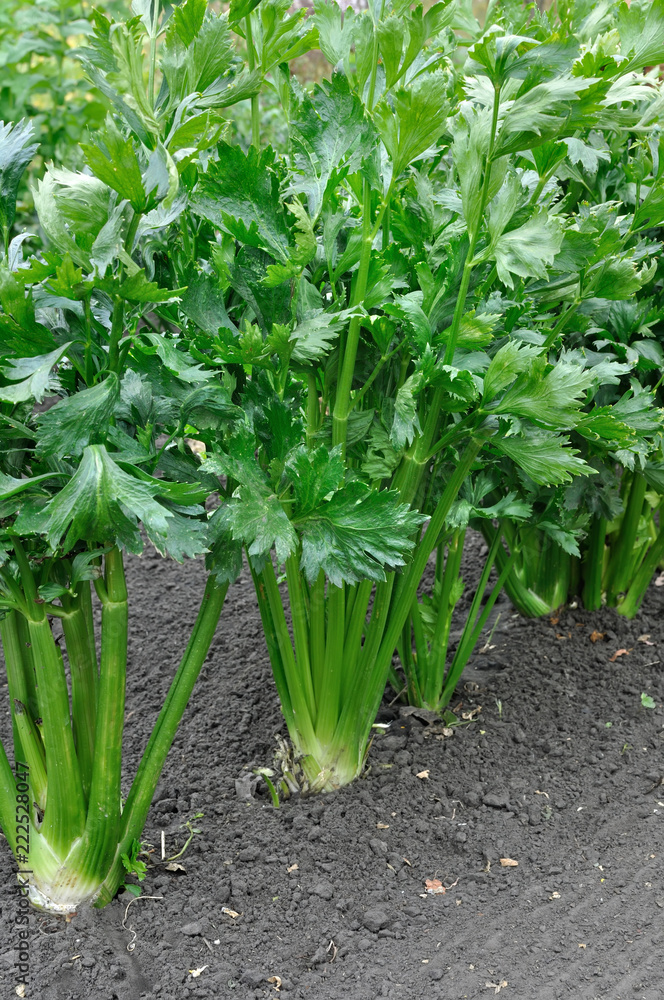 Obraz premium close-up of celery plantation (leaf vegetable) in the vegetable garden, vertical composition