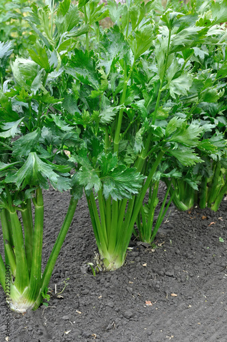 close-up of celery plantation (leaf vegetable) in the vegetable garden, vertical composition