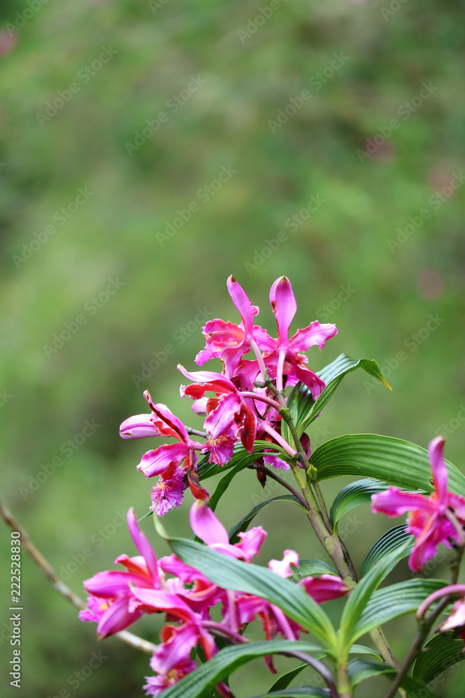 Fototapeta premium Vibrant pink wild Orchid flowers on Huayna Picchu Mountain, Machu Picchu, Cusco, Peru 