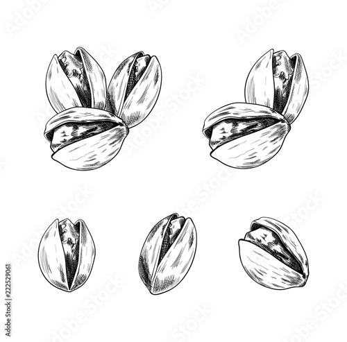 Vector Pistachios Hand Drawn Set, Sketches Collection, Isolated on White Background Nuts.