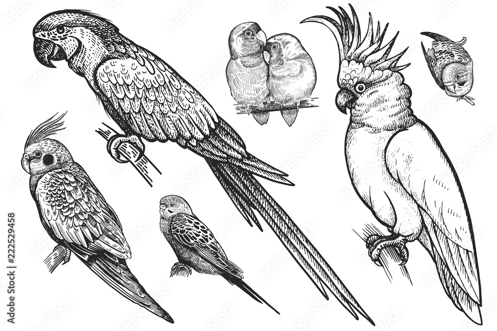 Naklejka premium Birds set. Wavy parrots, budgies, Ara, cockatoo, parrots are in love