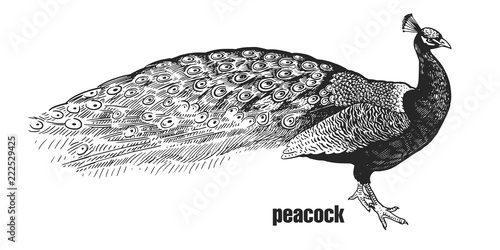 Realistic bird peacock. Black and white graphics.