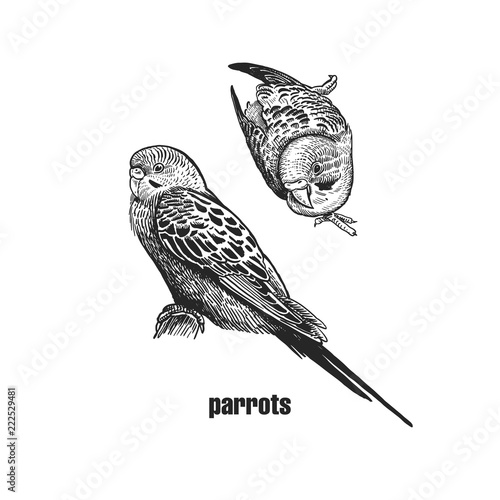 Realistic bird wavy parrots. Black and white graphics.