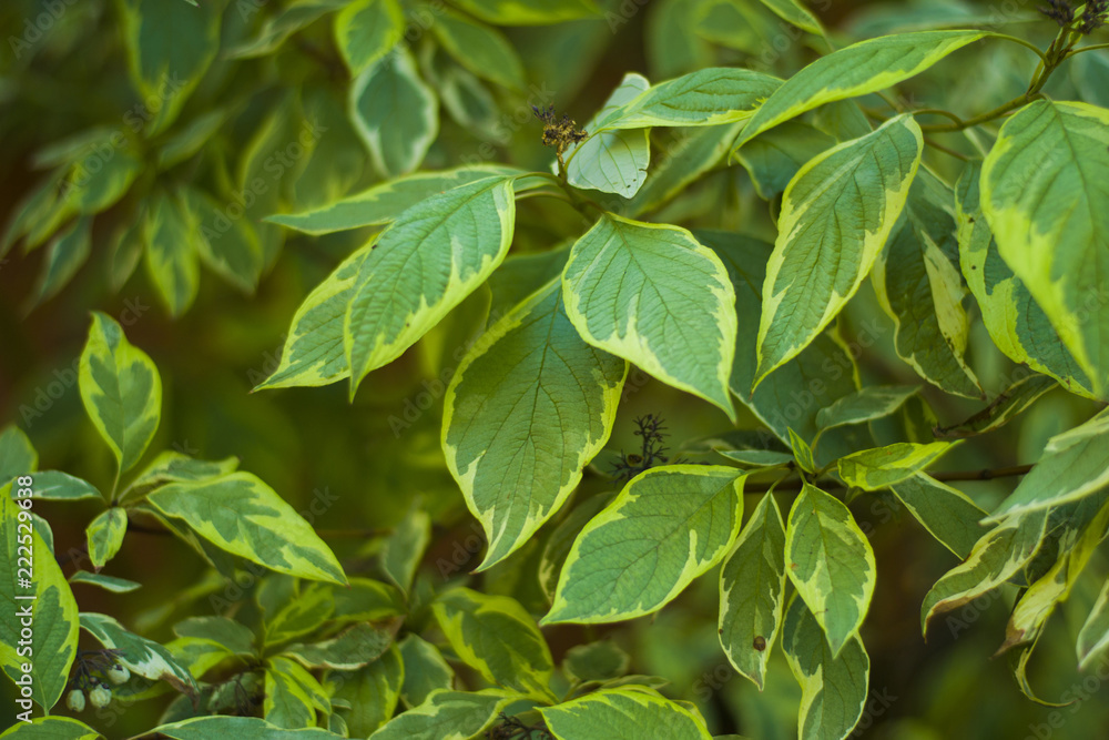 Beautiful green leaves on the branches of a Bush in the forest. Beautiful green leaves on the branches of a Bush in the forest.