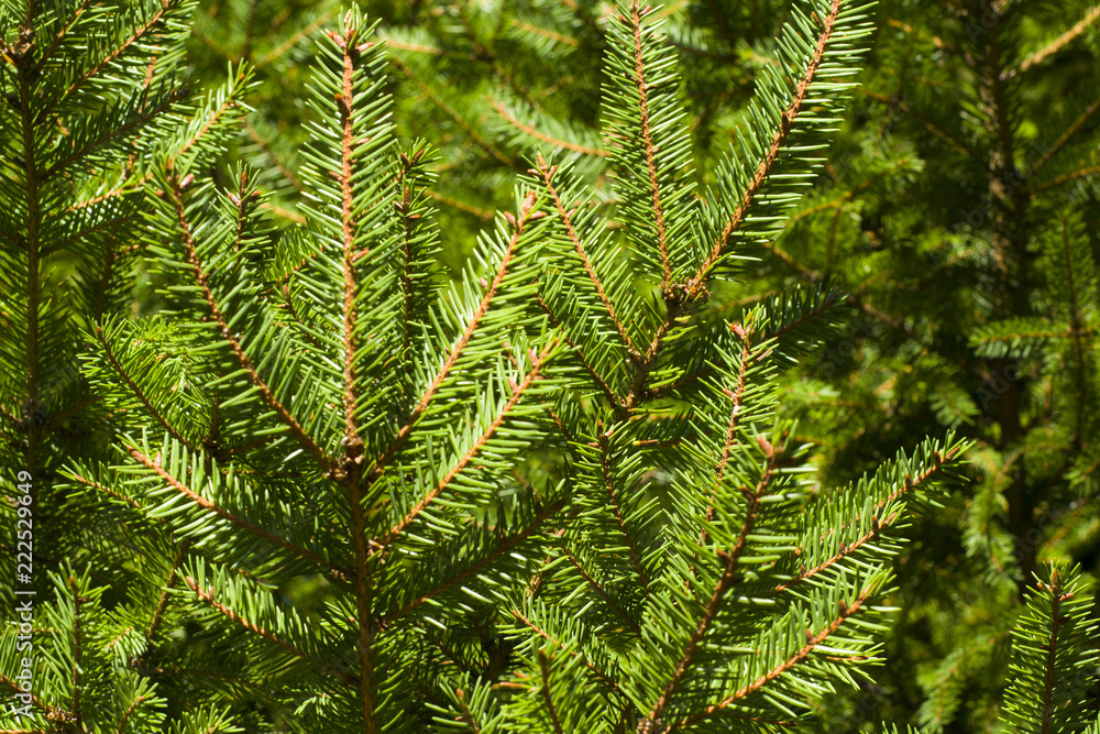 Branch of green spruce is used as a background decoration element. Branch of green spruce is used as a background decoration element.