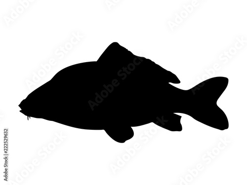 Common carp silhouette. Vector illustration.