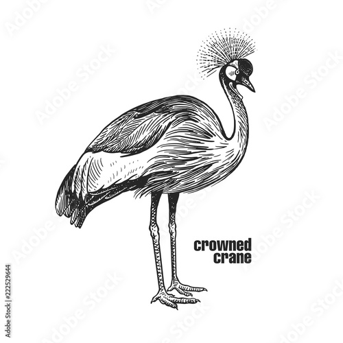 Realistic crowned crane bird. Black and white graphics.
