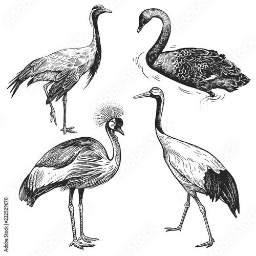 Birds set. Crane, Japanese crane, Crowned crane, Black Swan. Black and white ...