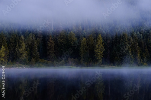 foggy trees © Avery