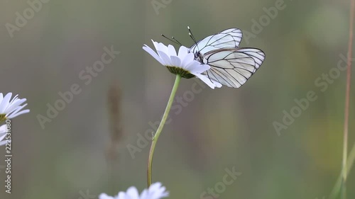 black-veined white butterfly pollinating a white flower, aporia crataegi specie
