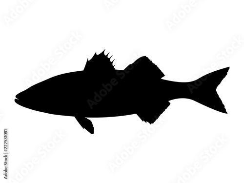 Sea bass silhouette. Vector illustration.