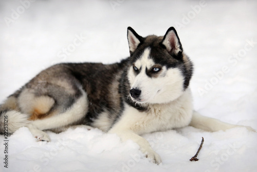 siberian husky in snow