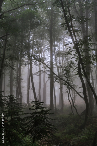 Mystic green Caucasus mountain forest in summer evening fog. Scenic vertical twilight foggy deciduous trees landscape