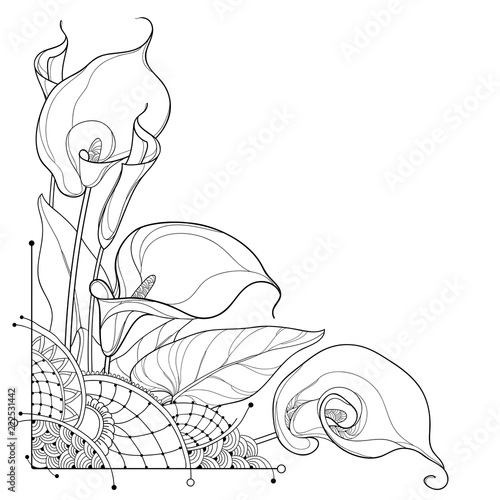 Vector corner bouquet of outline Calla lily flower or Zantedeschia, bud and ornate leaf in black isolated on white background. Contour tropical calla flower bunch for summer design or coloring book.