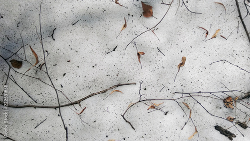 Twigs on the forest floor. The snow is melting.The snow is melting. Spring is coming