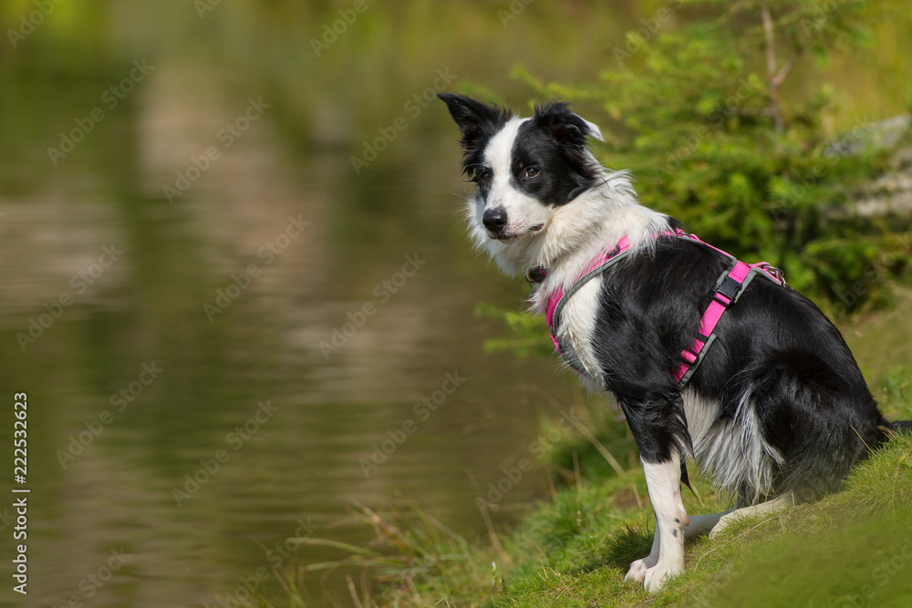 Fototapeta premium Junger Border Collie am See