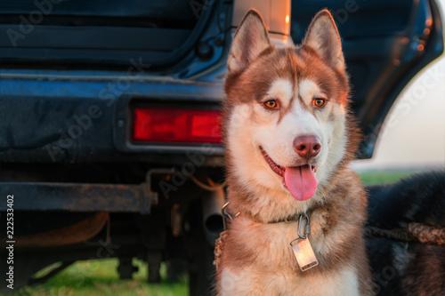 Portrait cute red Siberian husky dog